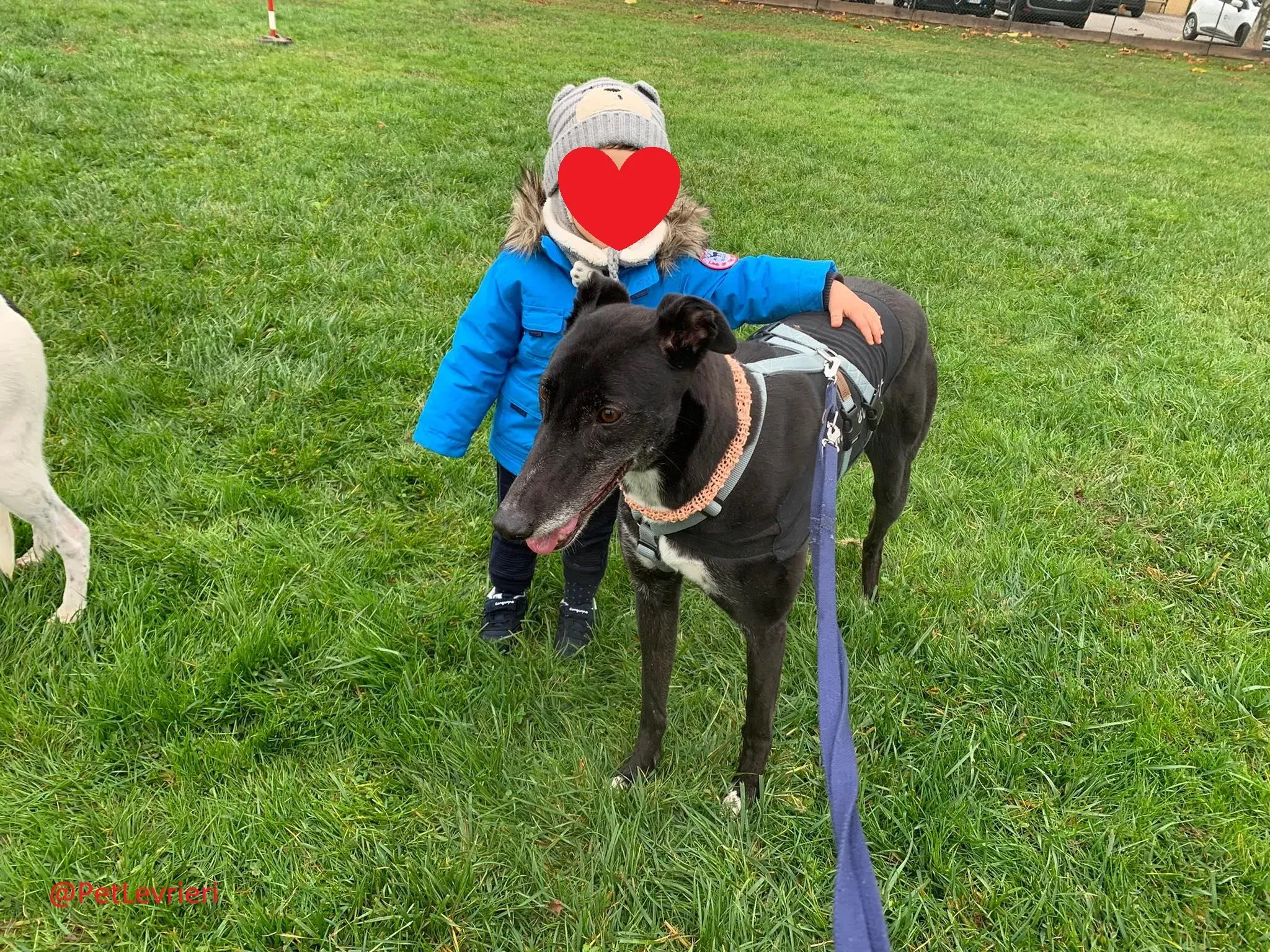 Dominique adozione levrieri greyhound 41