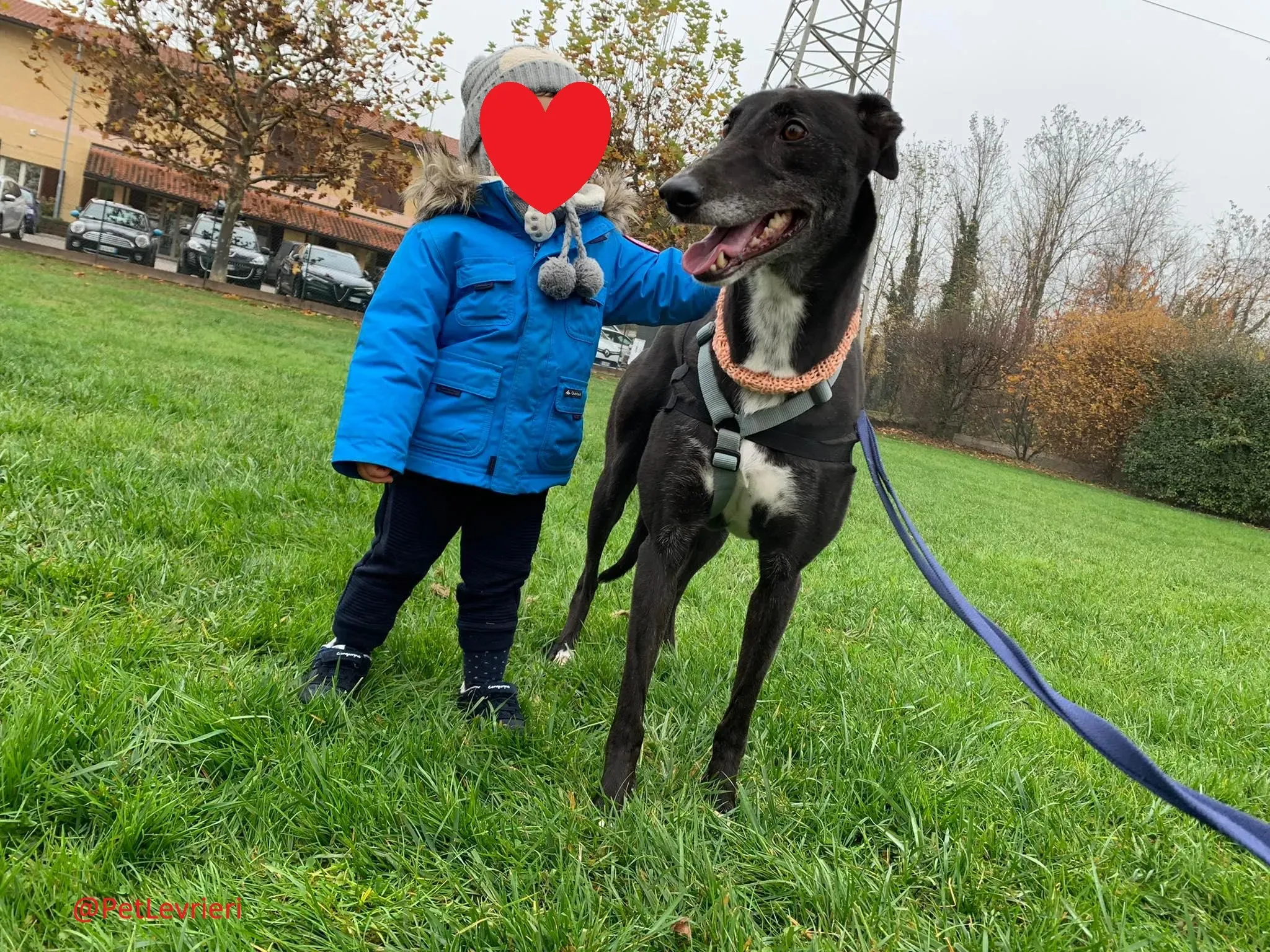 Dominique adozione levrieri greyhound 42