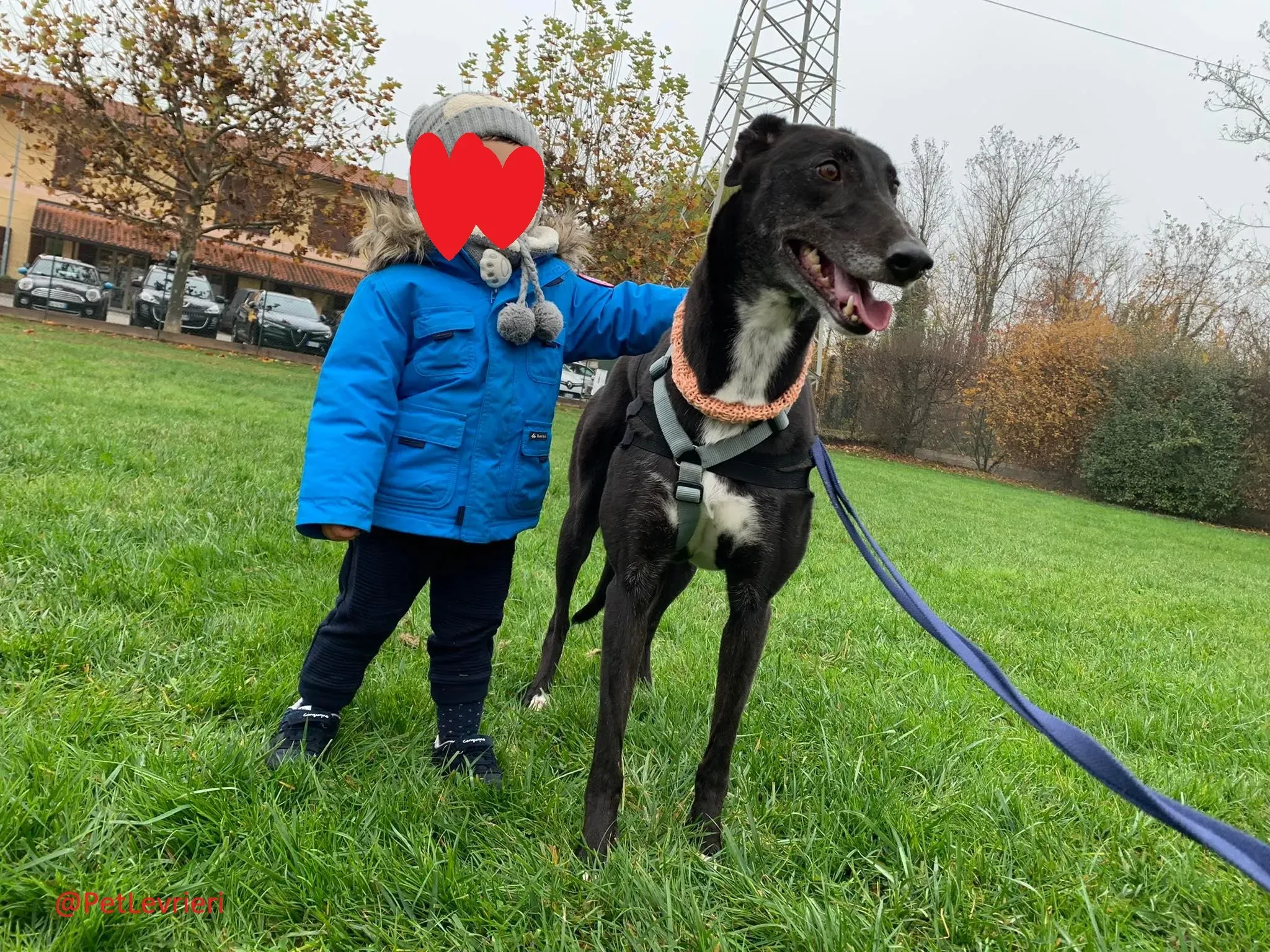 Dominique adozione levrieri greyhound 43