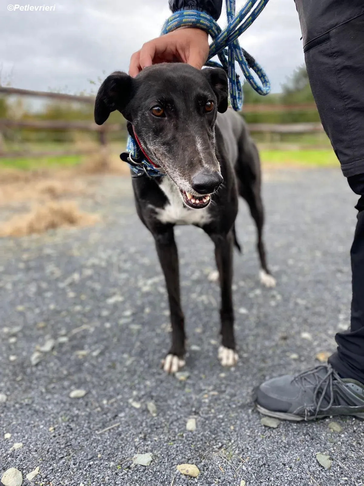 Dominique adozione levrieri greyhound 5