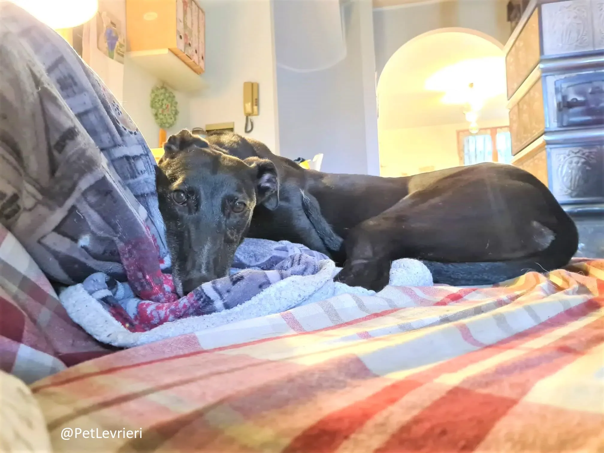 Dominique adozione levrieri greyhound 50 2