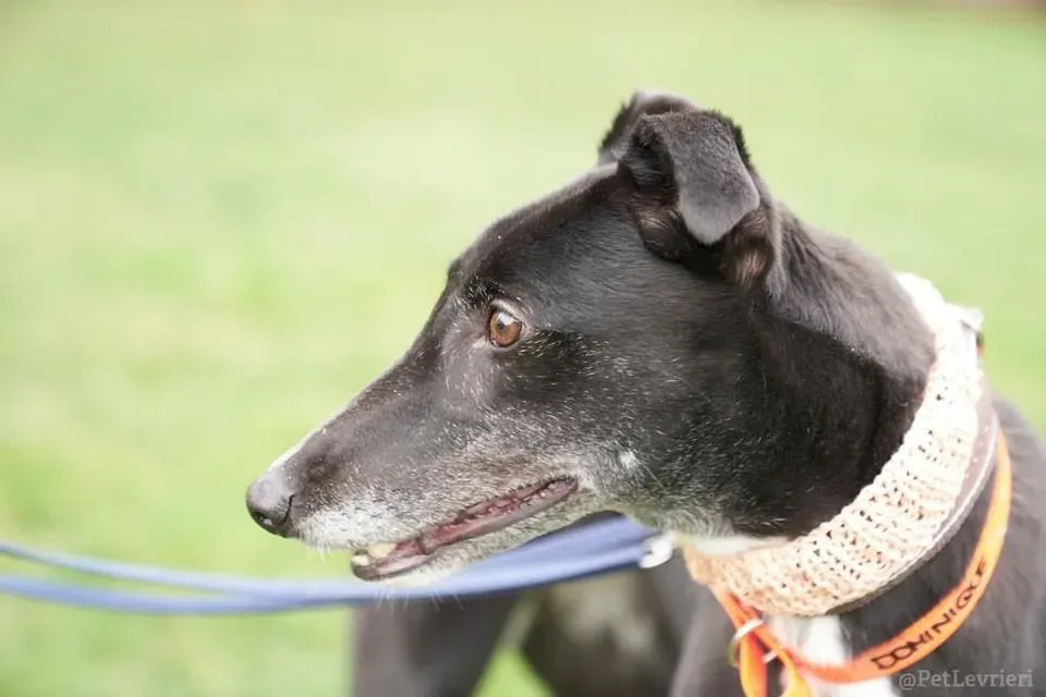 Dominique adozione levrieri greyhound 50