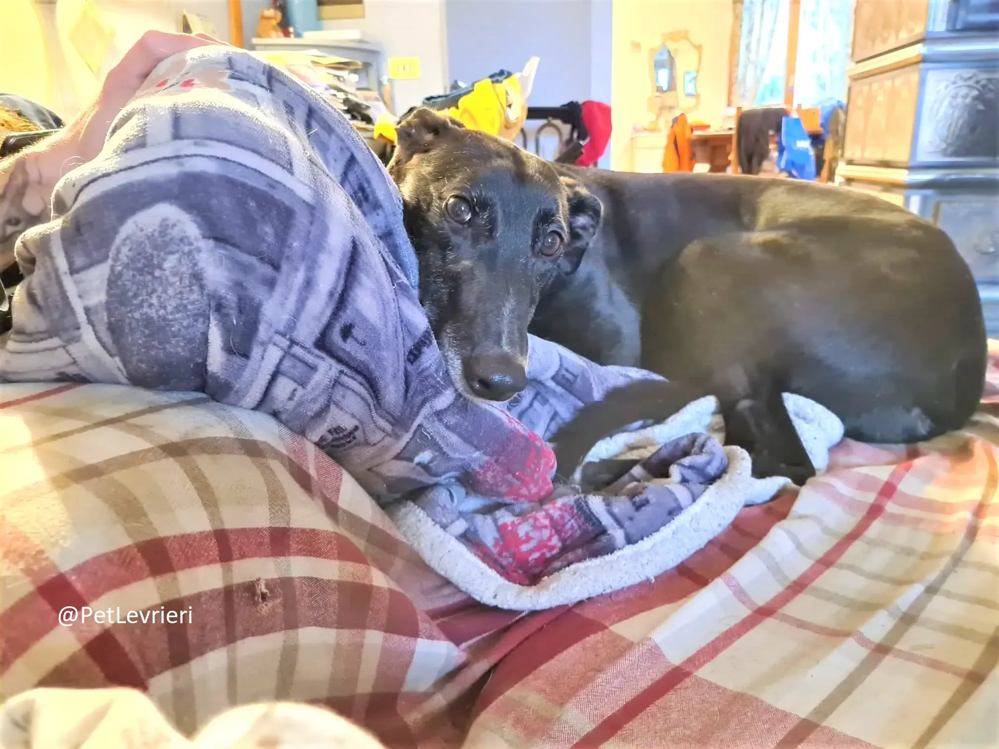 Dominique adozione levrieri greyhound 51 2