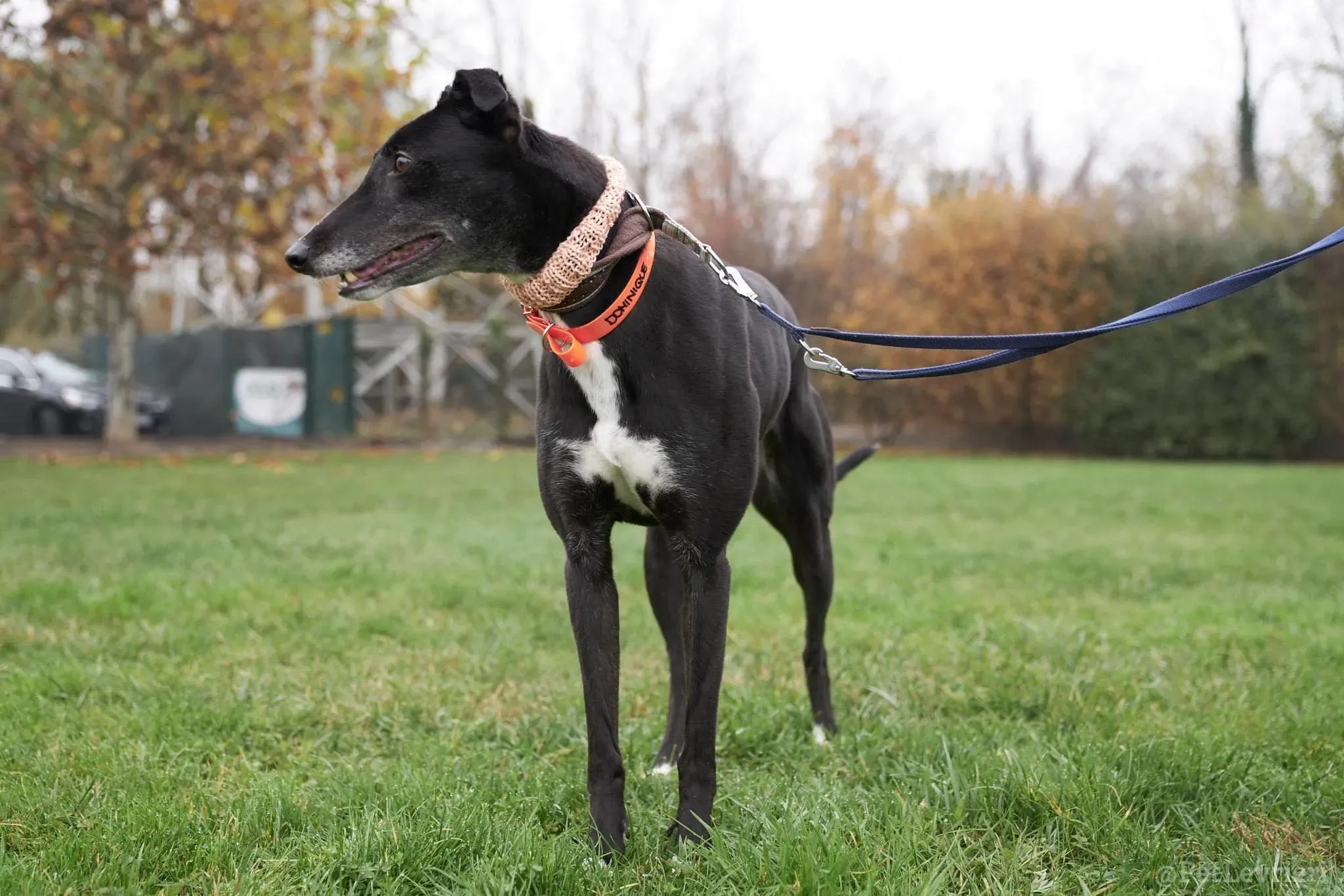 Dominique adozione levrieri greyhound 51