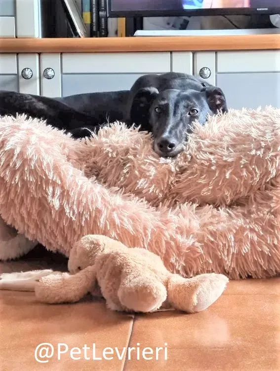 Dominique adozione levrieri greyhound 52 2