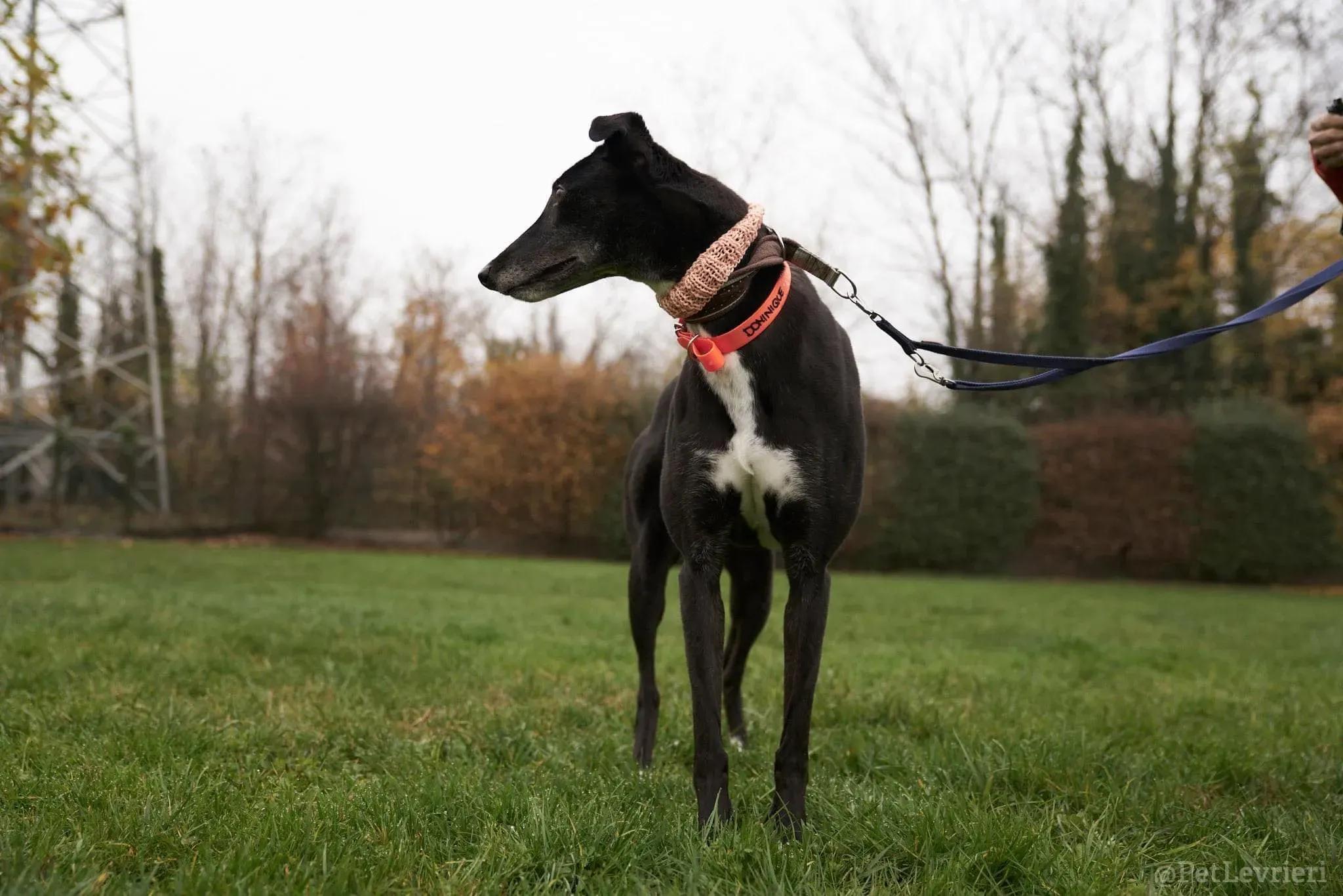 Dominique adozione levrieri greyhound 52