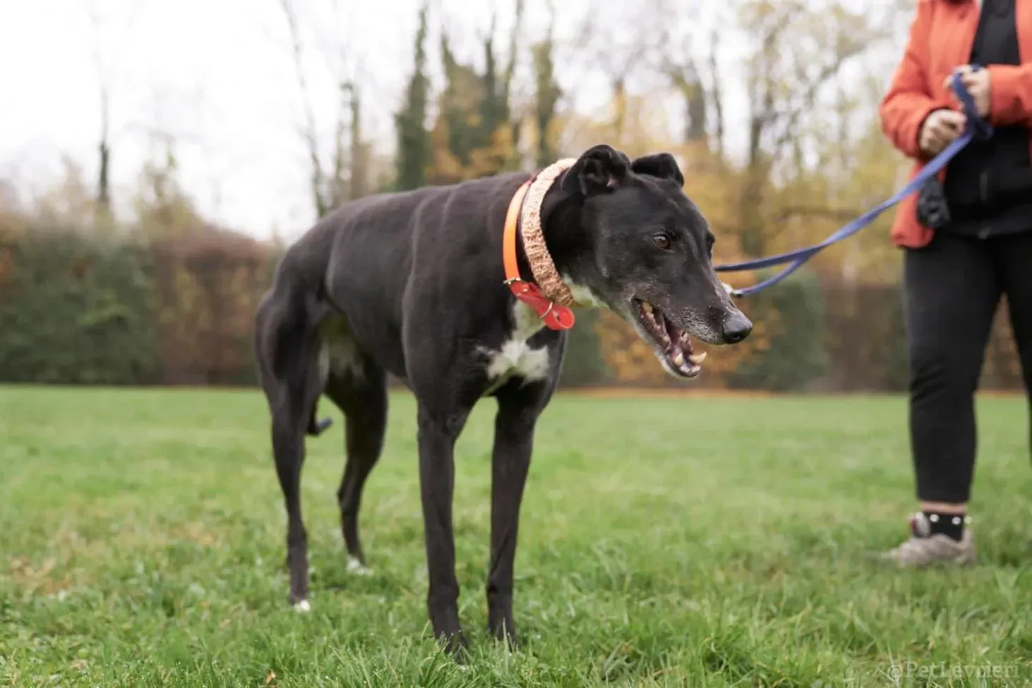 Dominique adozione levrieri greyhound 53