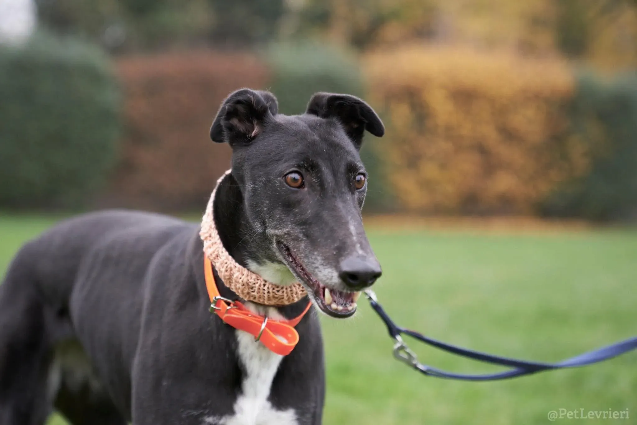 Dominique adozione levrieri greyhound 54