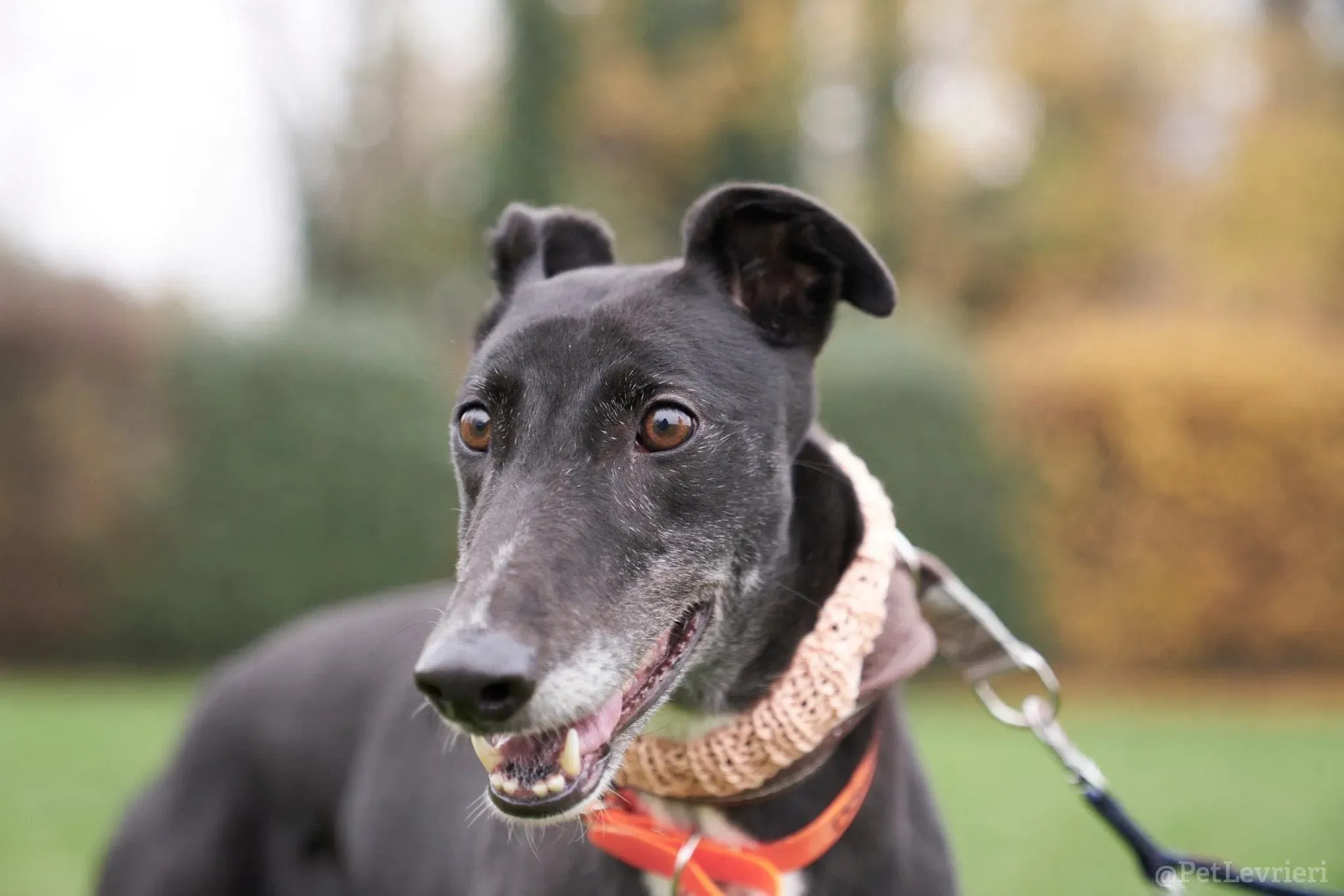 Dominique adozione levrieri greyhound 55