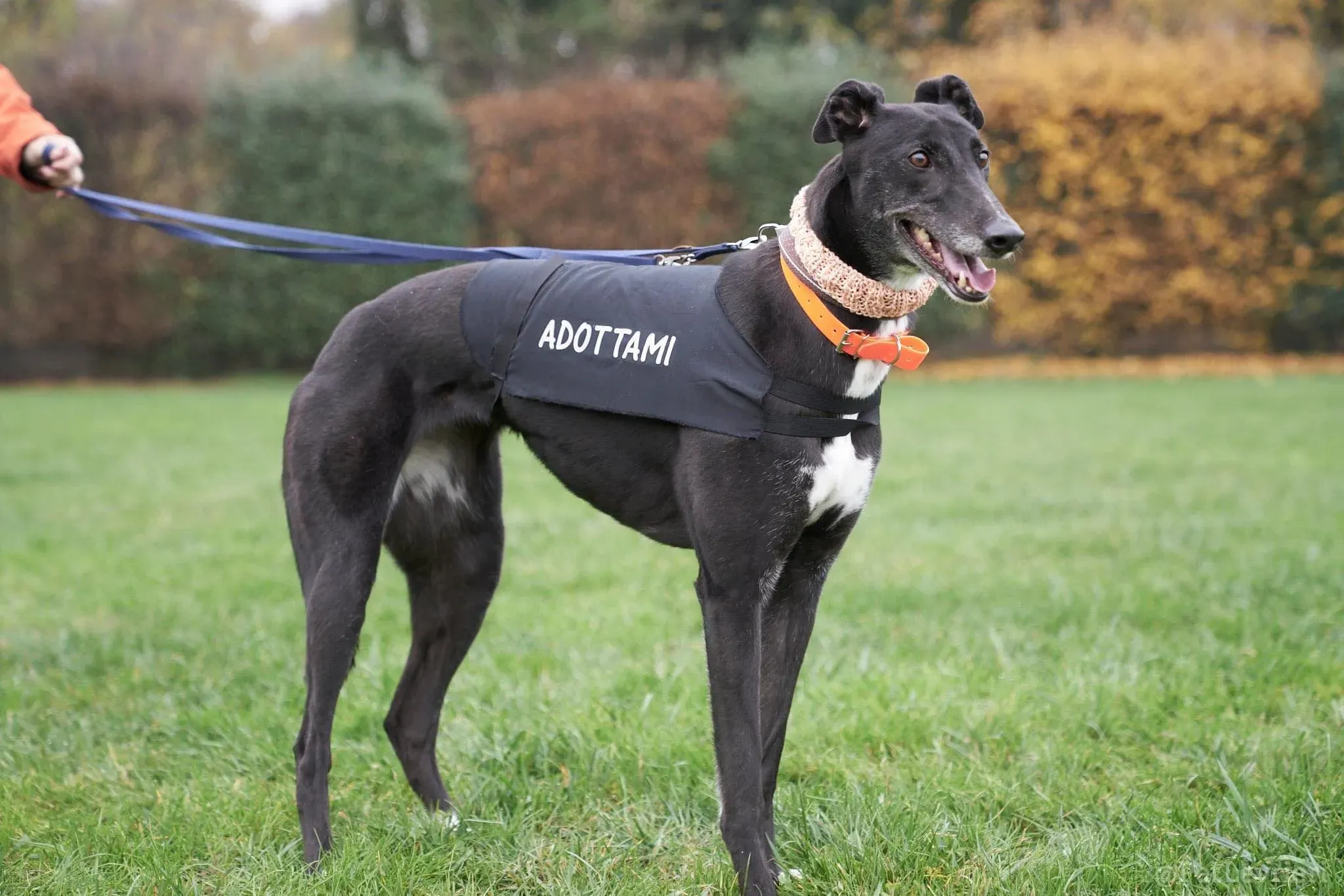 Dominique adozione levrieri greyhound 56