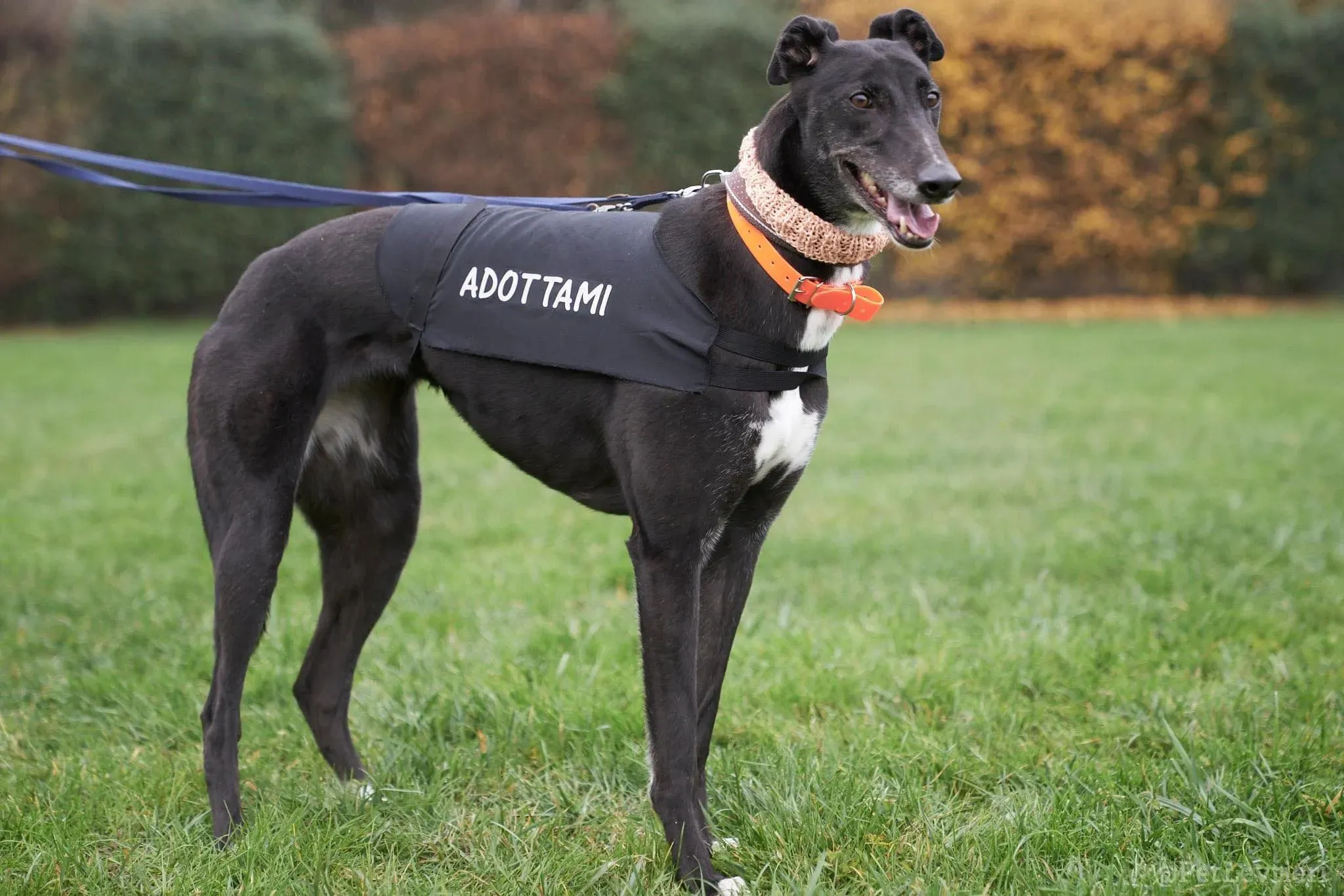 Dominique adozione levrieri greyhound 57