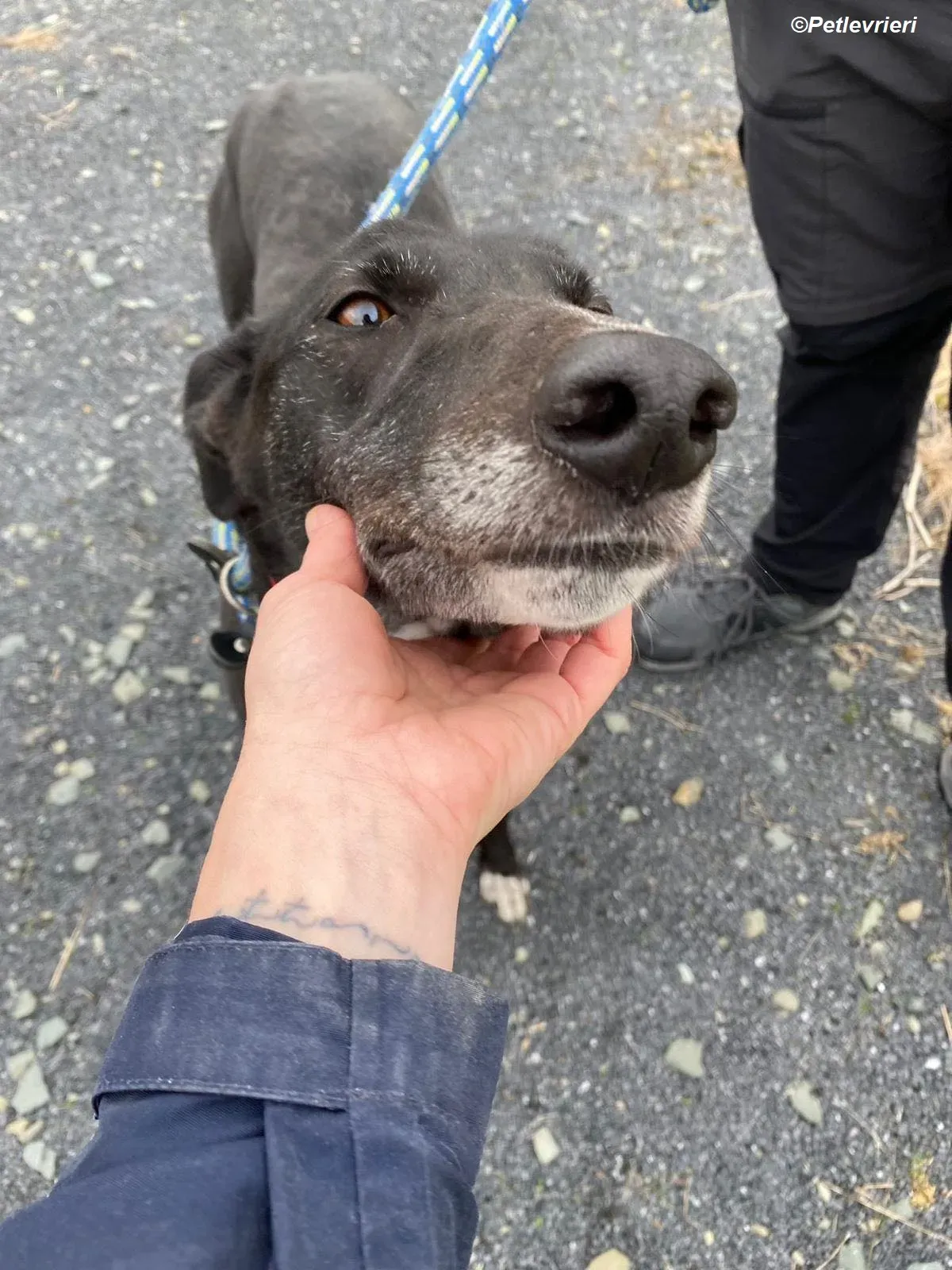 Dominique adozione levrieri greyhound 6