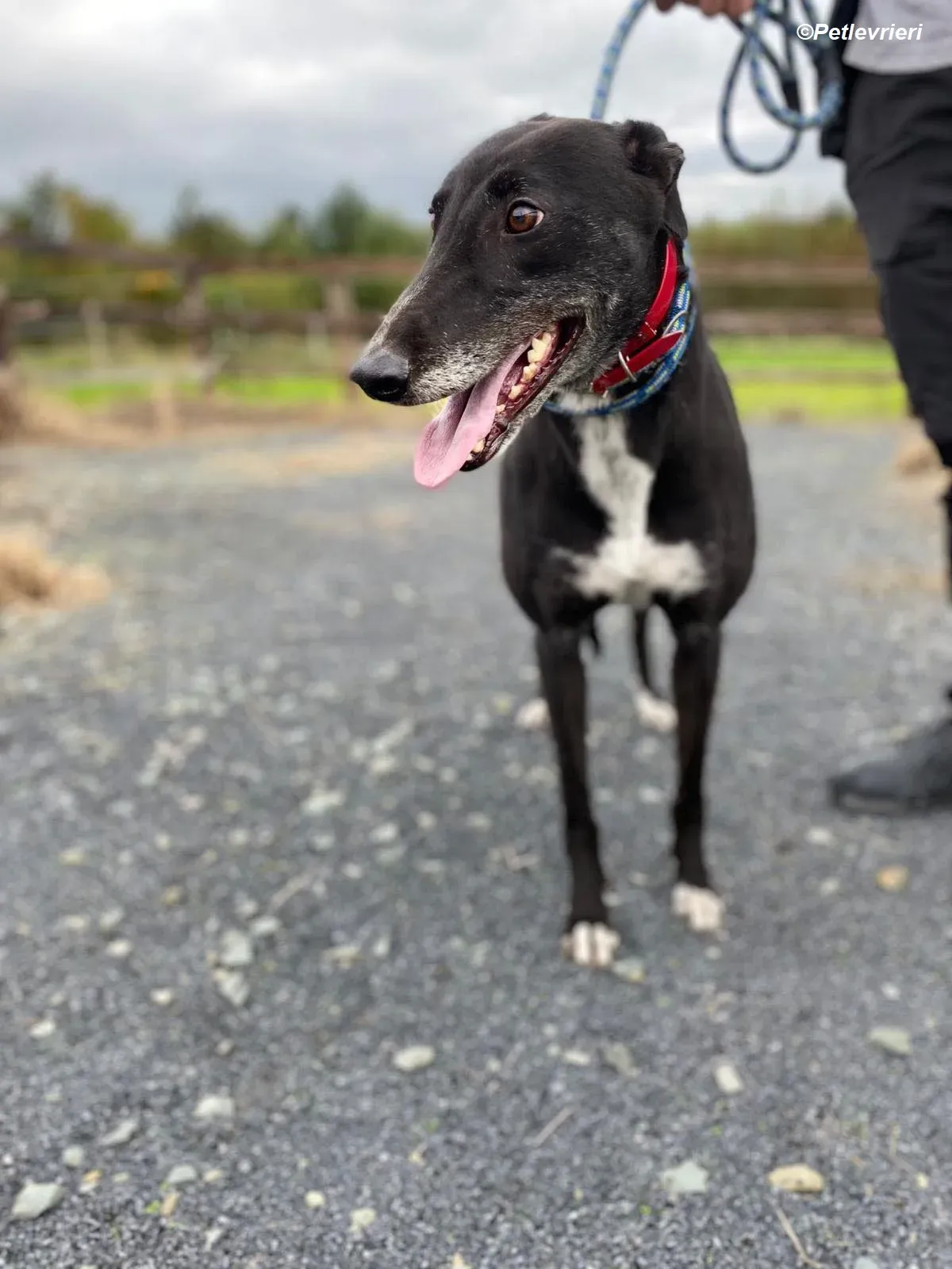 Dominique adozione levrieri greyhound 7