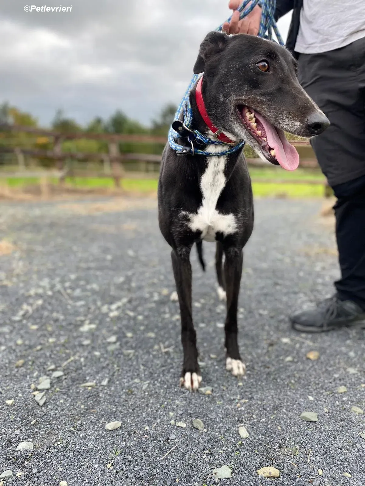 Dominique adozione levrieri greyhound 8