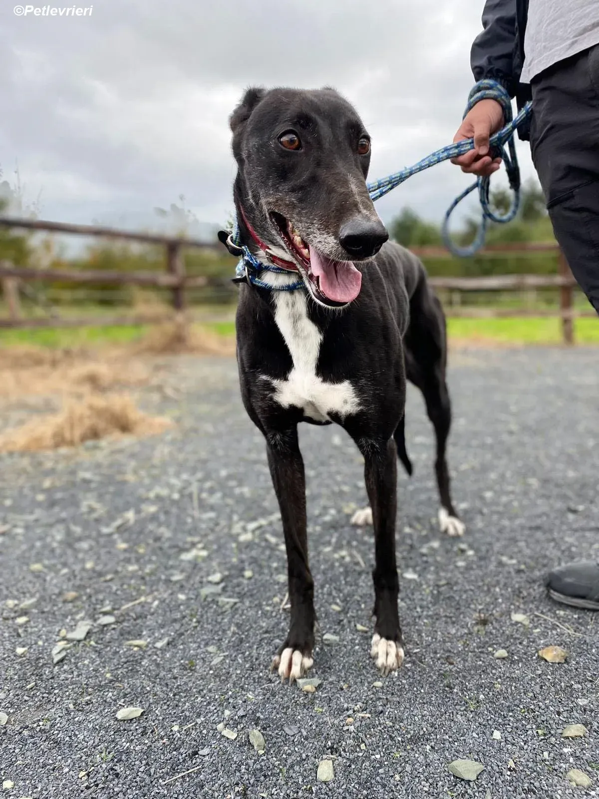 Dominique adozione levrieri greyhound 9