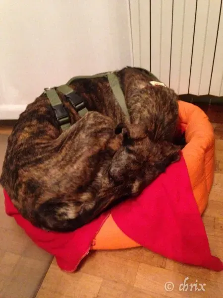 Donare Amore galgo petlevrieri petlevrierionlus 1