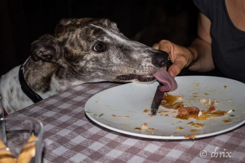 Donare Amore galgo petlevrieri petlevrierionlus 11