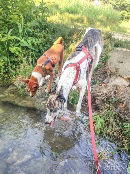 Donare Amore galgo petlevrieri petlevrierionlus 12