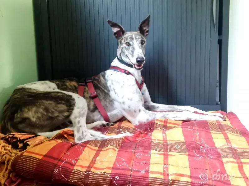 Donare Amore galgo petlevrieri petlevrierionlus 13