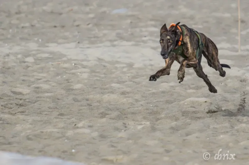 Donare Amore galgo petlevrieri petlevrierionlus 2