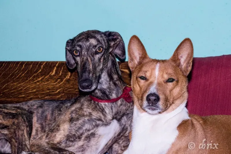 Donare Amore galgo petlevrieri petlevrierionlus 3