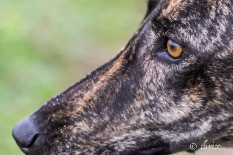 Donare Amore galgo petlevrieri petlevrierionlus 4