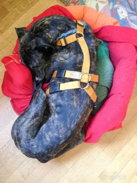 Donare Amore galgo petlevrieri petlevrierionlus 5