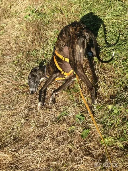 Donare Amore galgo petlevrieri petlevrierionlus 6