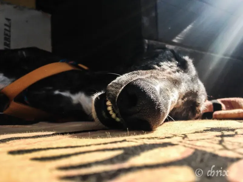 Donare Amore galgo petlevrieri petlevrierionlus 7