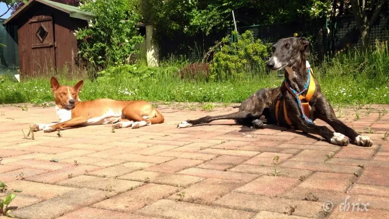 Donare Amore galgo petlevrieri petlevrierionlus 8