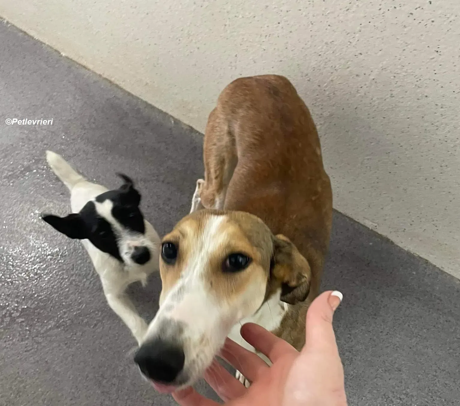 Donna adozione levrieri greyhound 1