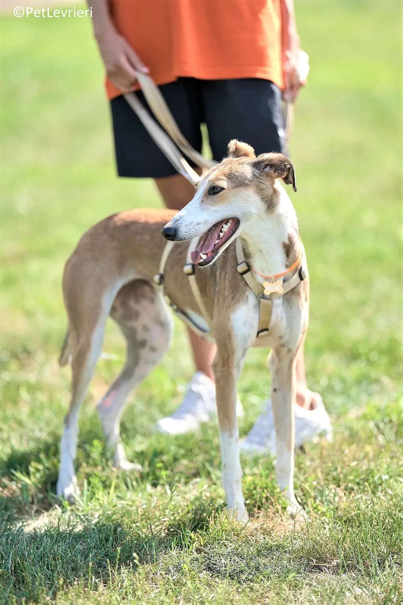 Donna adozione levrieri greyhound 10 2