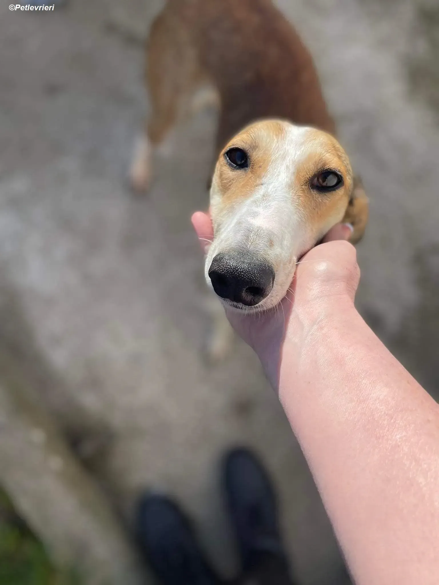 Donna adozione levrieri greyhound 10