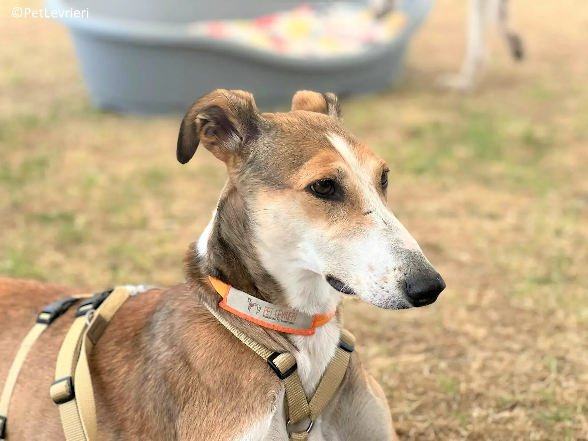 Donna adozione levrieri greyhound 11 2