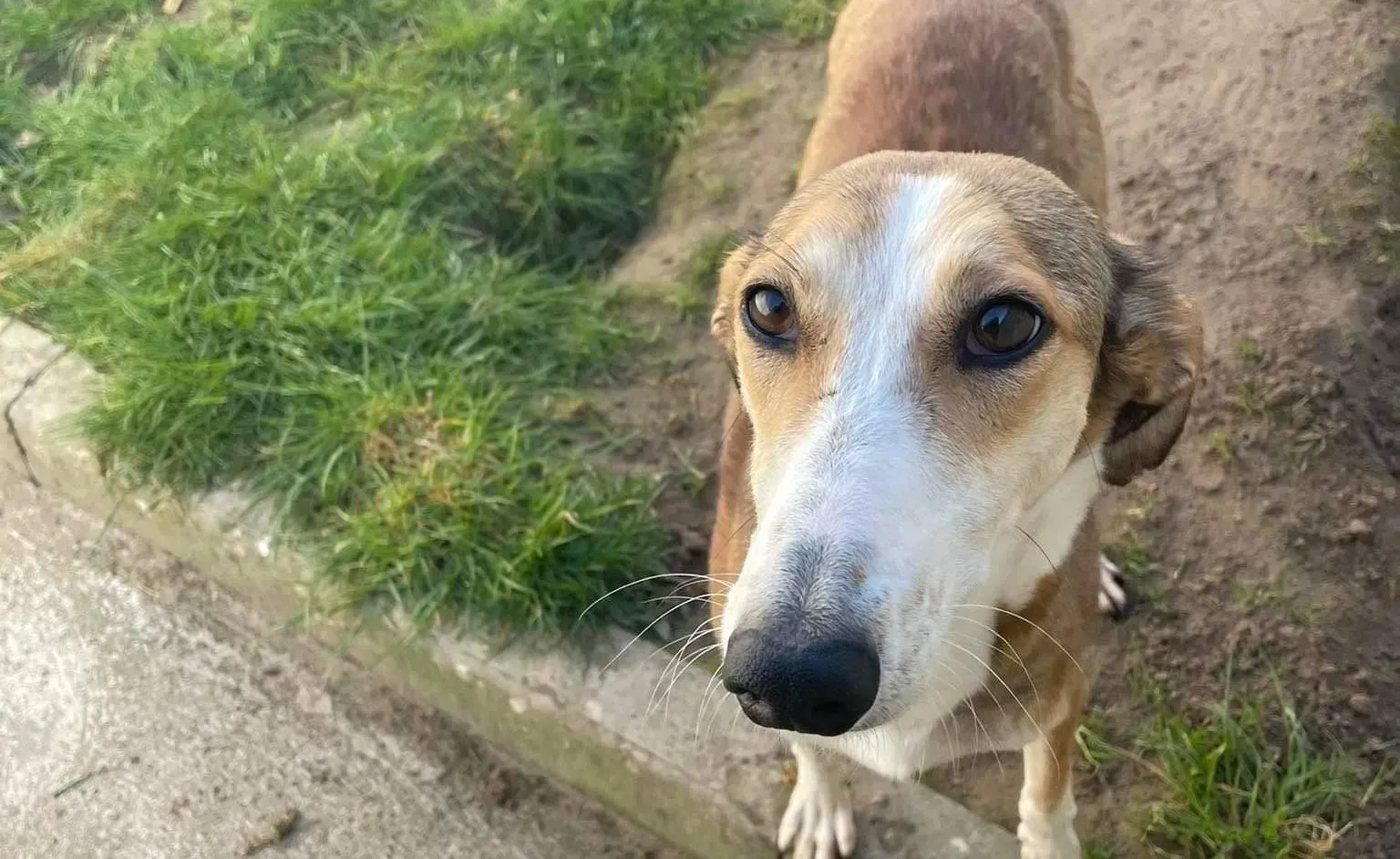 Donna adozione levrieri greyhound 11 e1649014855202