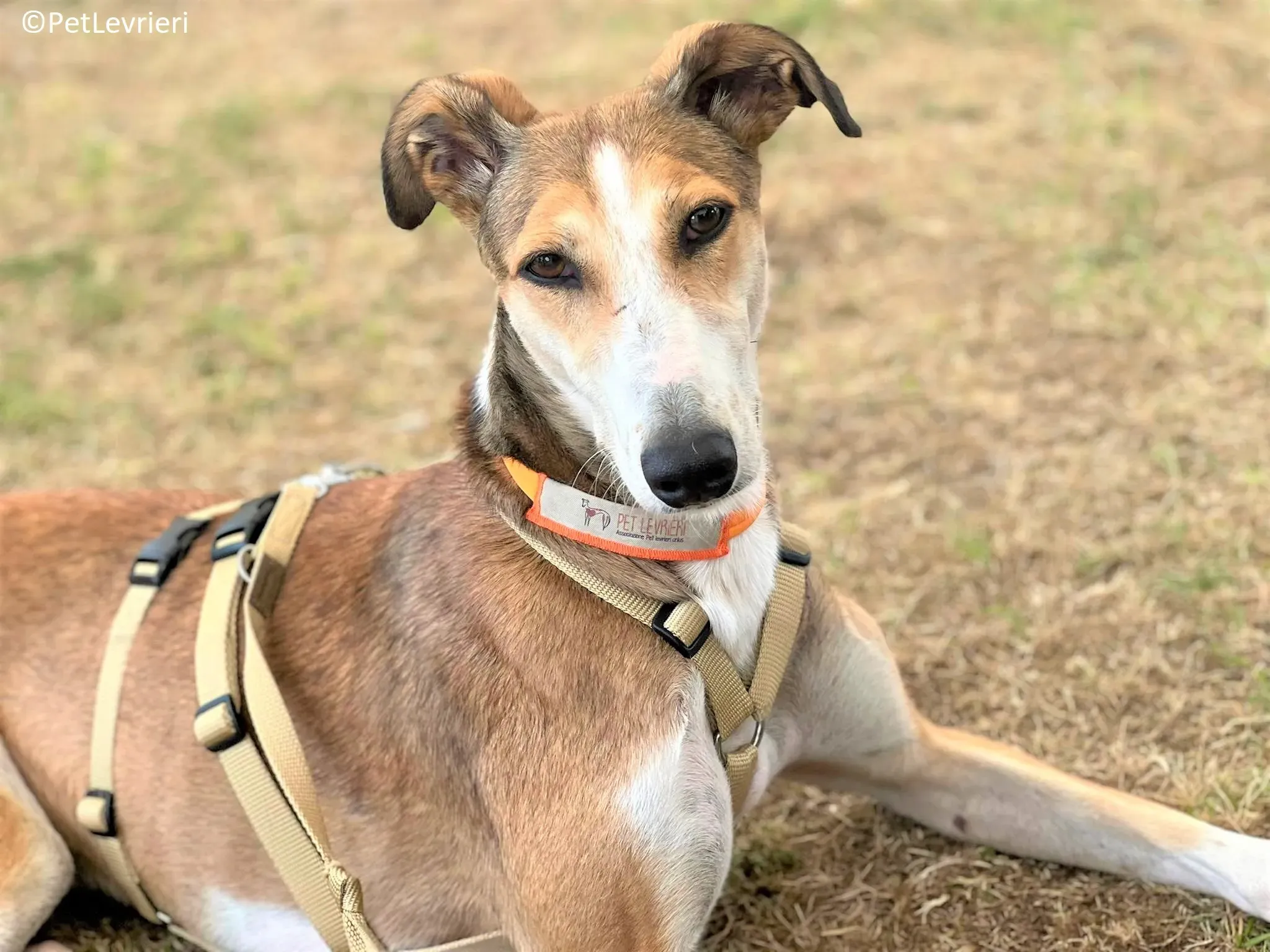 Donna adozione levrieri greyhound 12 2