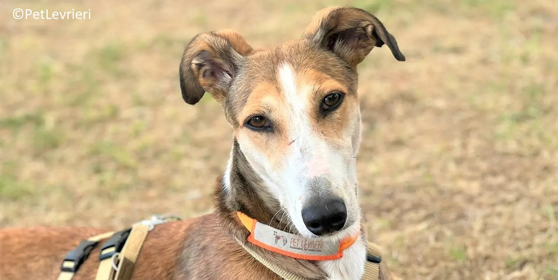 Donna adozione levrieri greyhound 12 3