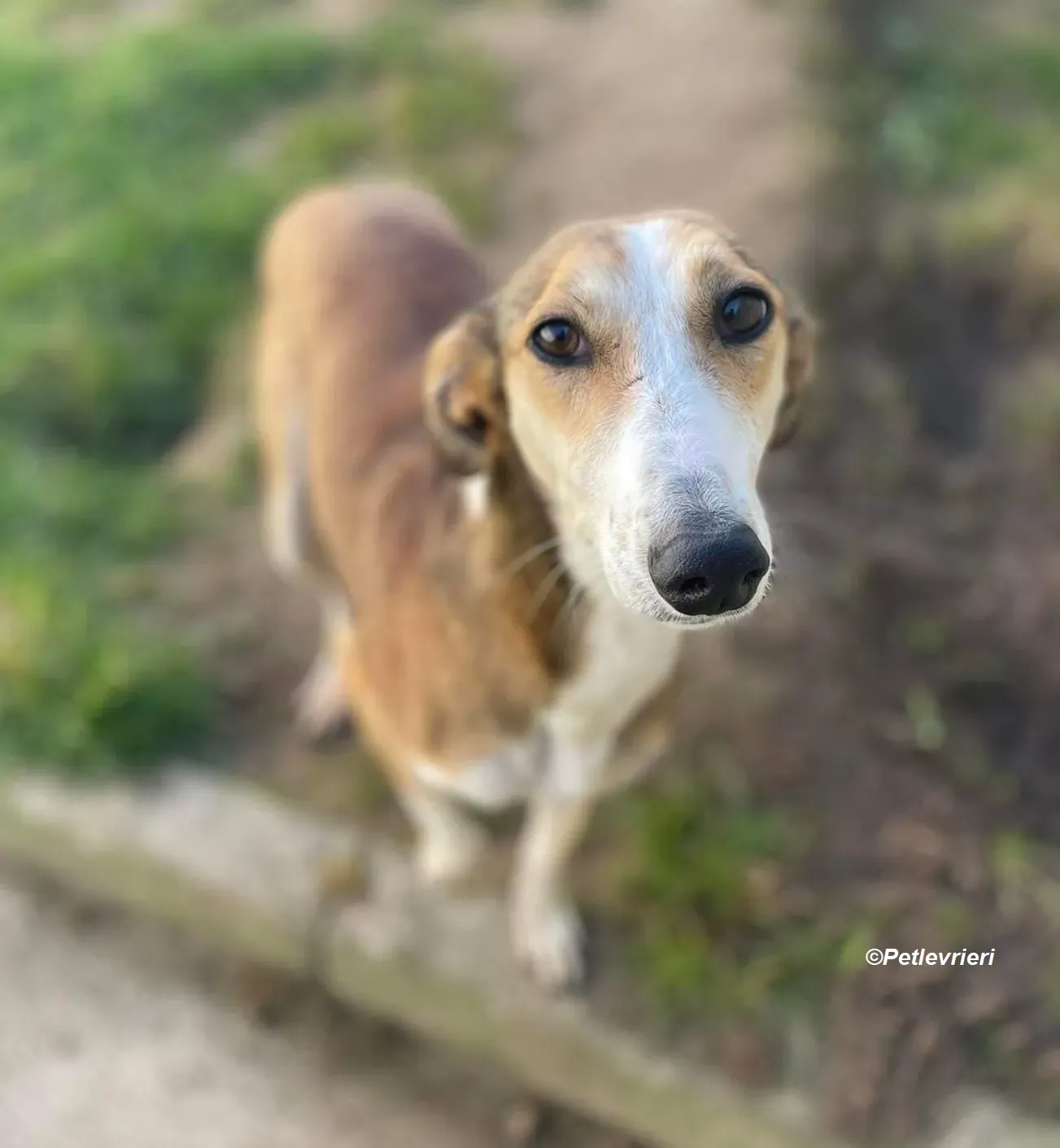 Donna adozione levrieri greyhound 12