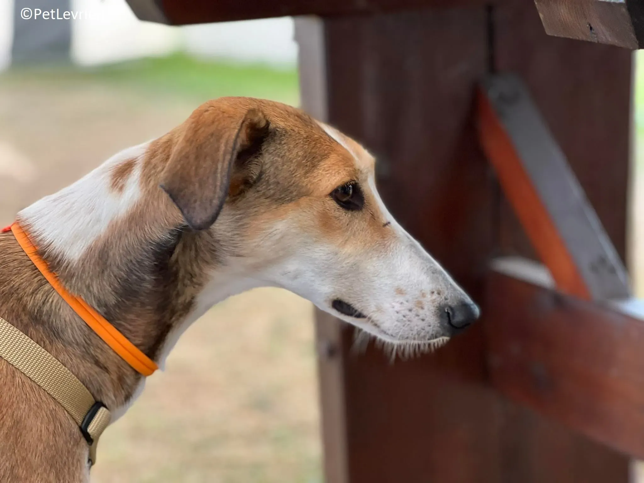 Donna adozione levrieri greyhound 13