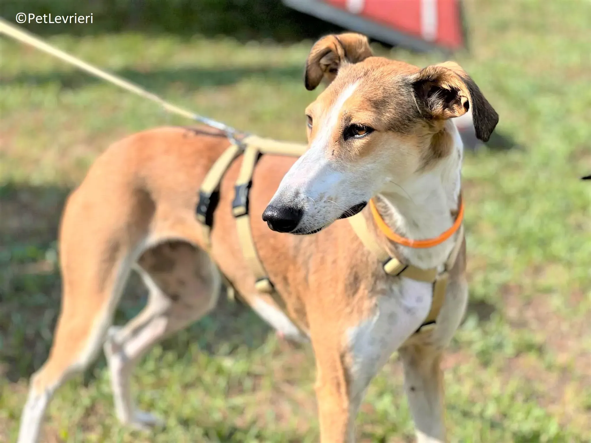 Donna adozione levrieri greyhound 14 2