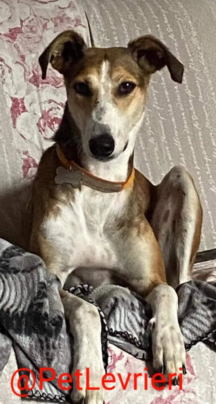 Donna adozione levrieri greyhound 20
