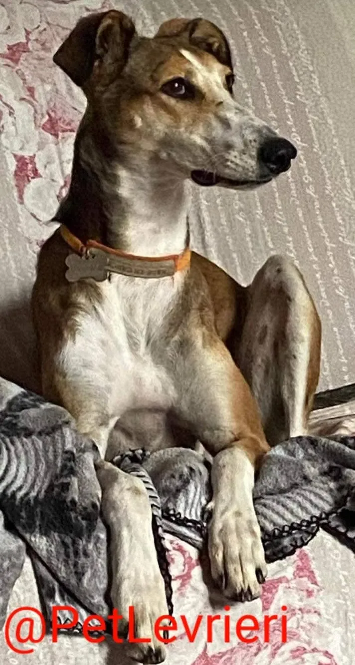 Donna adozione levrieri greyhound 21