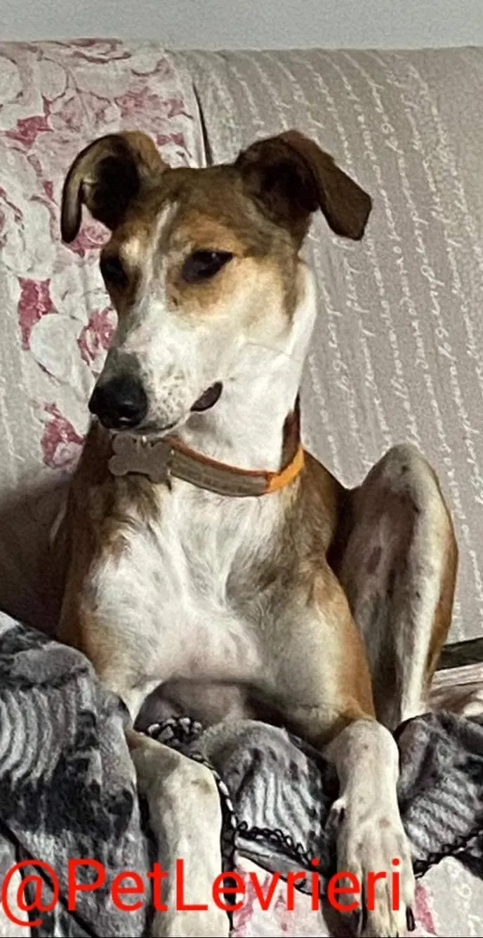 Donna adozione levrieri greyhound 22