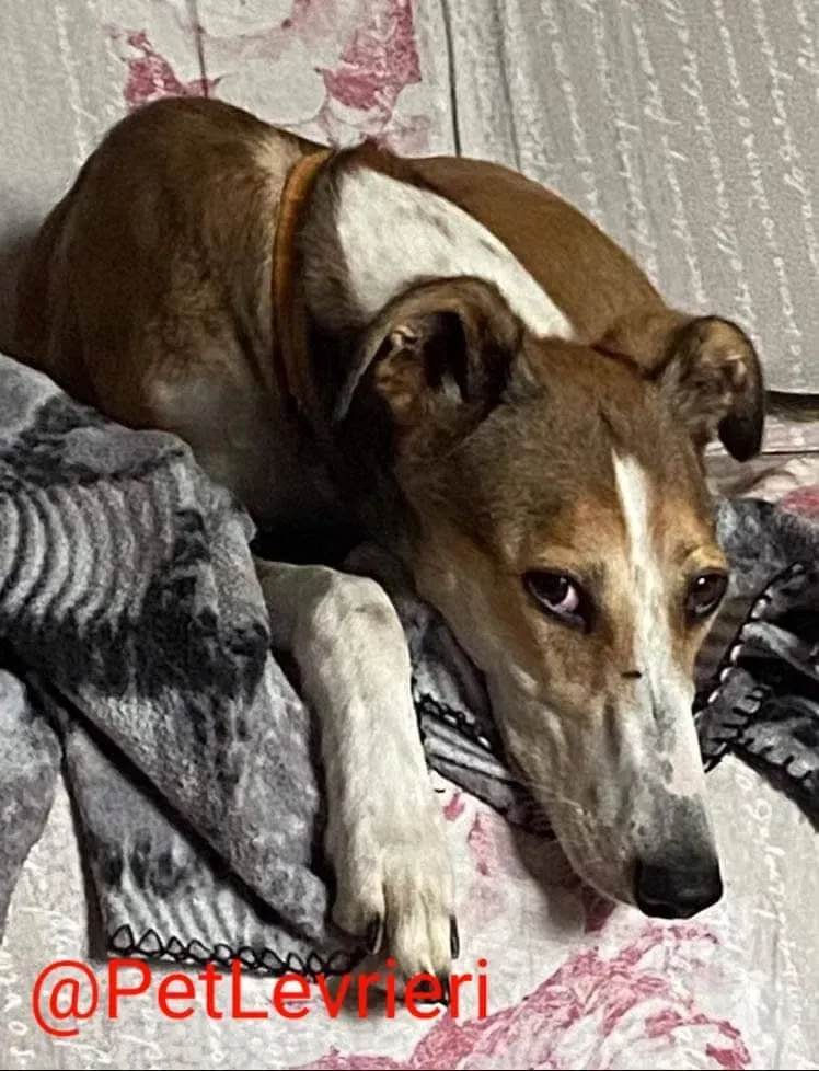 Donna adozione levrieri greyhound 23