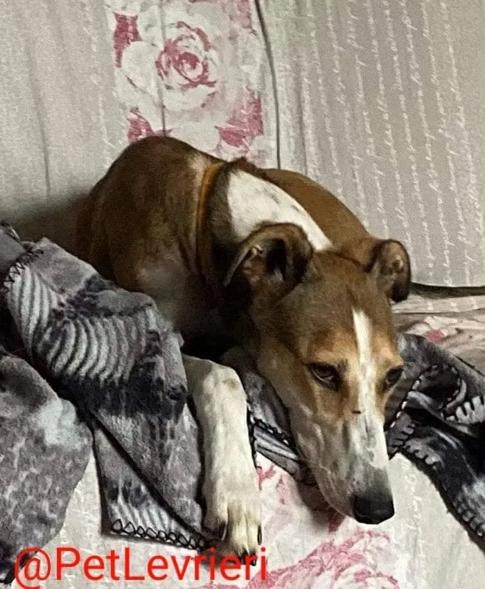 Donna adozione levrieri greyhound 24