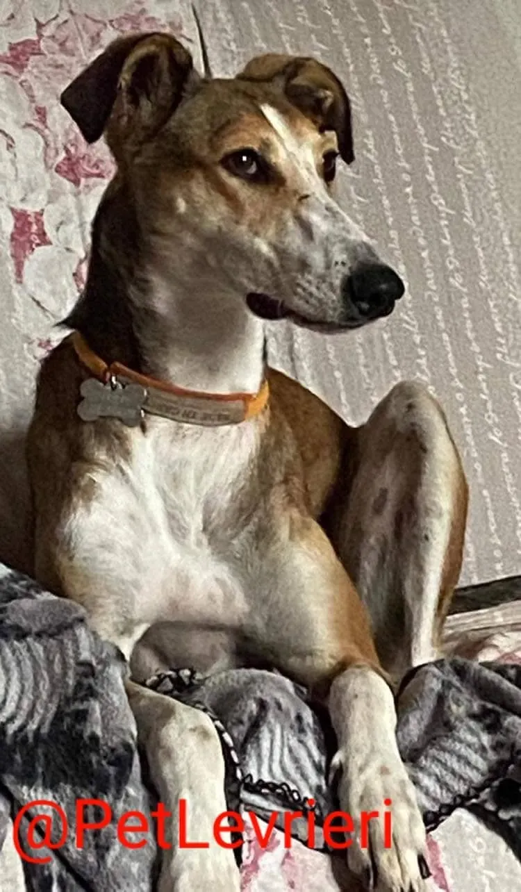 Donna adozione levrieri greyhound 25