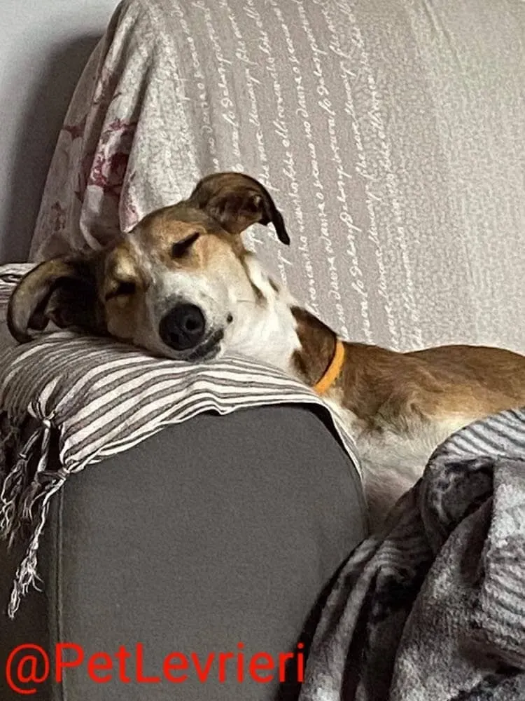 Donna adozione levrieri greyhound 26