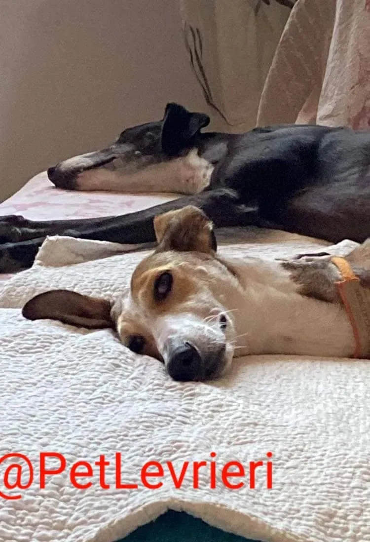 Donna adozione levrieri greyhound 27