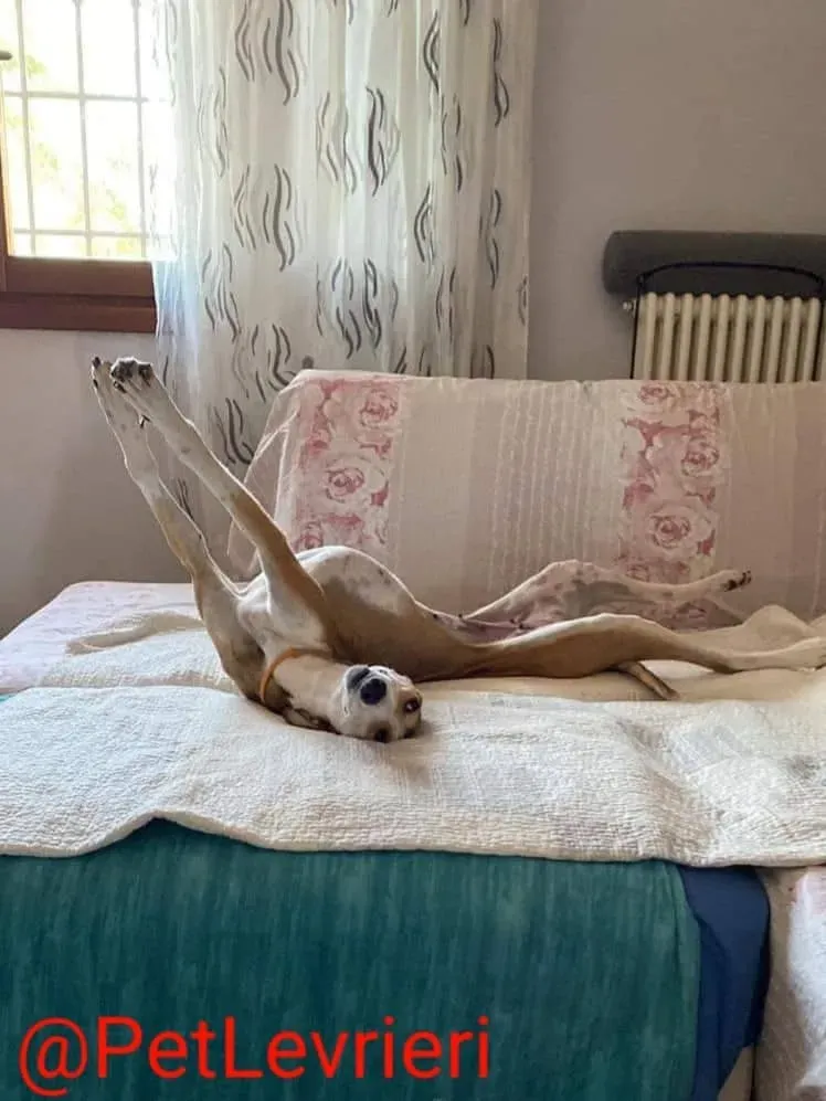 Donna adozione levrieri greyhound 28