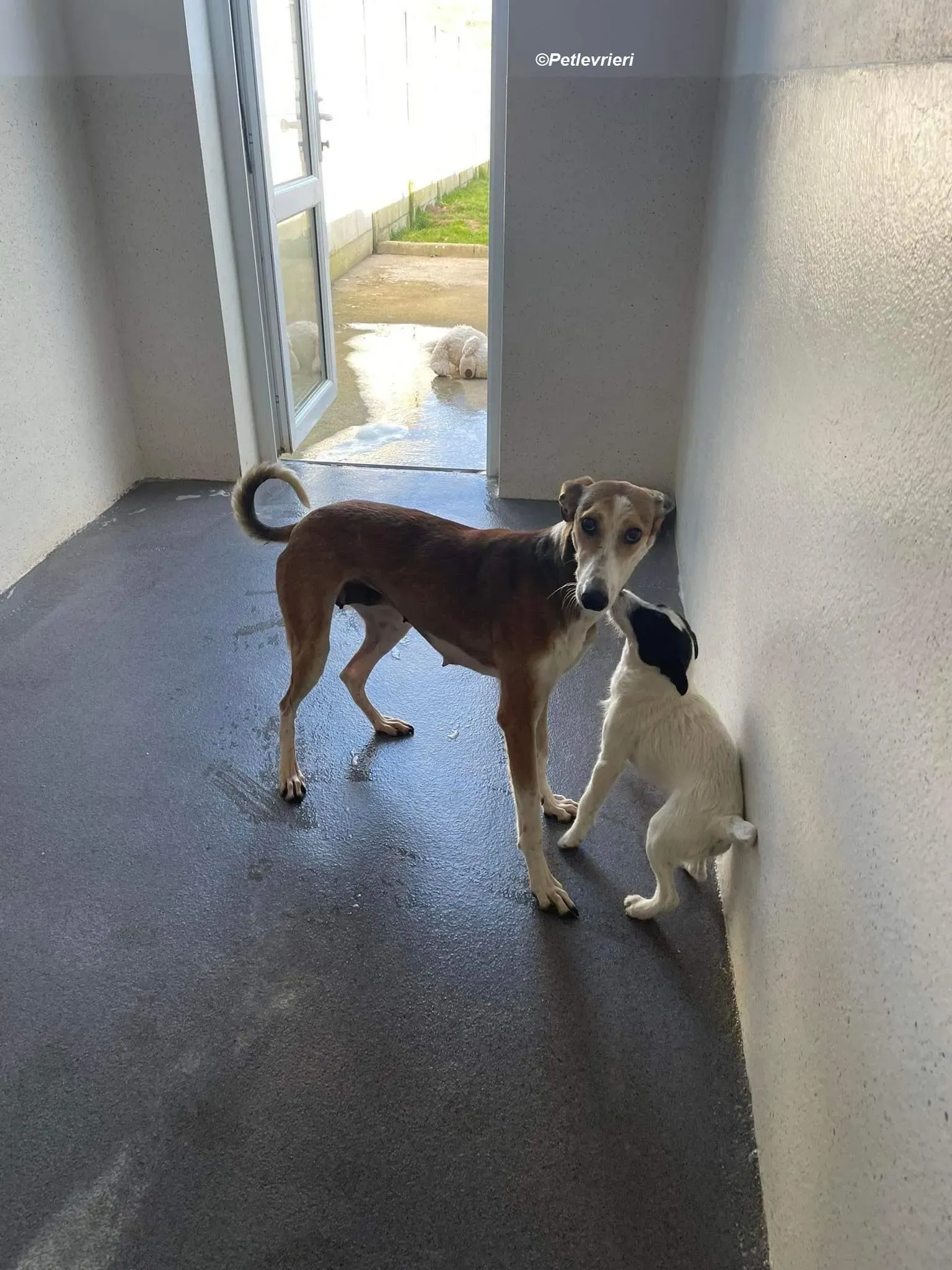 Donna adozione levrieri greyhound 3